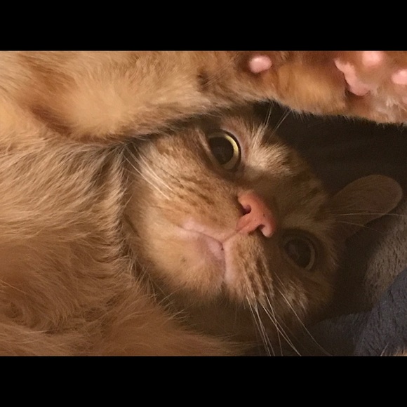 Meet your Posher, Yogashram 😺 - Picture 3 of 8